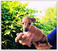 DACARI, a male Italian Greyhound for sale in Gillham, AR – 2 of 7