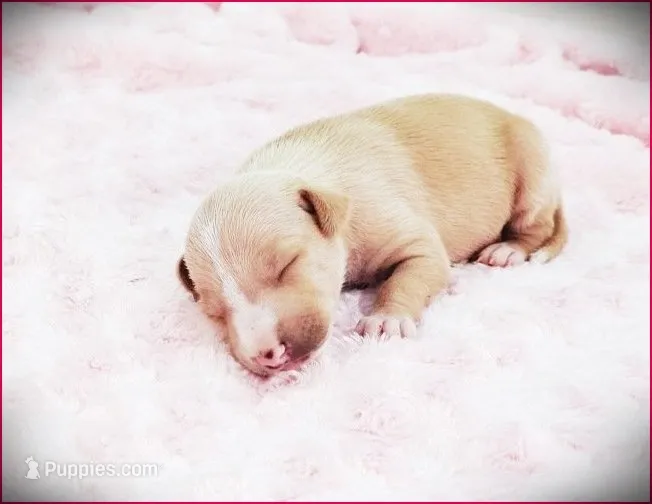 Zoe – Italian Greyhound puppy for sale in Gillham, AR