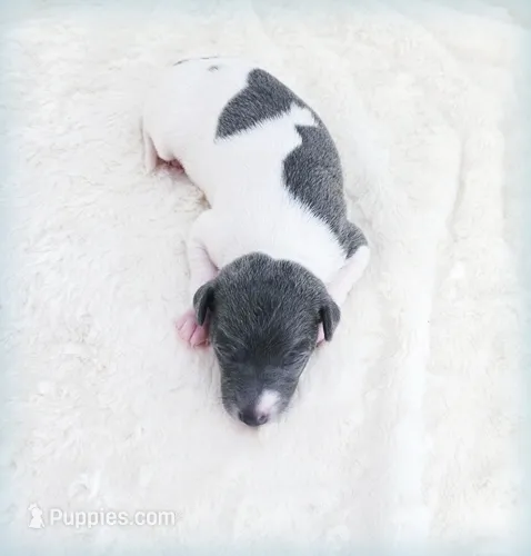 Lynyrd – Italian Greyhound puppy for sale in Gillham, AR