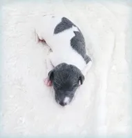 Lynyrd, a male Italian Greyhound for sale in Gillham, AR – 1 of 6