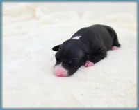 Roman, a male Italian Greyhound for sale in Gillham, AR – 5 of 8