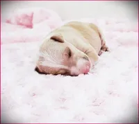 Zara, a female Italian Greyhound for sale in Gillham, AR – 4 of 4
