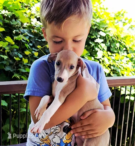 Shiloh – Italian Greyhound puppy for sale in Gillham, AR