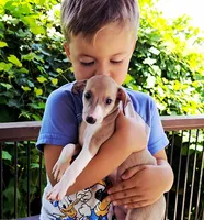 Shiloh, a male Italian Greyhound for sale in Gillham, AR – 1 of 9