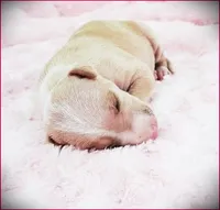 Zara, a female Italian Greyhound for sale in Gillham, AR – 2 of 4