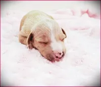 Zoe, a female Italian Greyhound for sale in Gillham, AR – 3 of 4