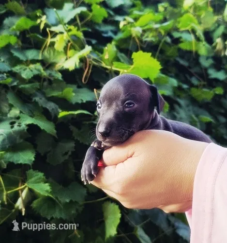 DAHLIA – Italian Greyhound puppy for sale in Gillham, AR