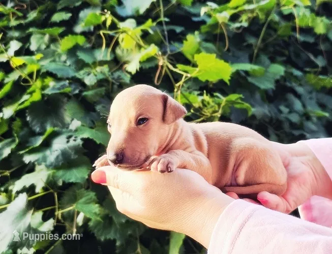 DACARI – Italian Greyhound puppy for sale in Gillham, AR