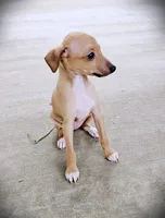 Petite! Tanner, a male Italian Greyhound for sale in Gillham, AR – 7 of 9