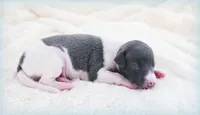Skynyrd, a male Italian Greyhound for sale in Gillham, AR – 4 of 6