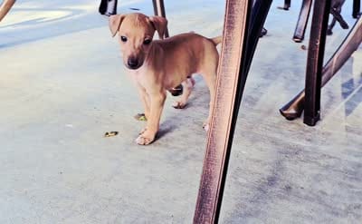 DACARI, a male Italian Greyhound for sale in Gillham, AR – 5 of 7