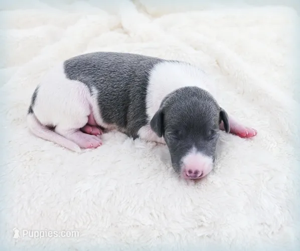 Skynyrd – Italian Greyhound puppy for sale in Gillham, AR