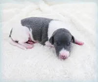 Skynyrd, a male Italian Greyhound for sale in Gillham, AR – 1 of 6
