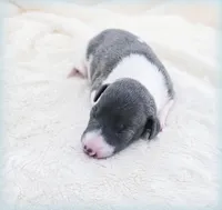 Skynyrd, a male Italian Greyhound for sale in Gillham, AR – 3 of 6