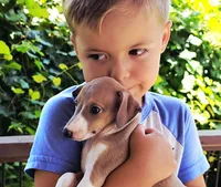 Shiloh, a male Italian Greyhound for sale in Gillham, AR – 3 of 9