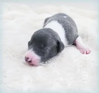Skynyrd, a male Italian Greyhound for sale in Gillham, AR – 2 of 6