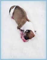 PETITE Sevyn, a male Italian Greyhound for sale in Gillham, AR – 4 of 6