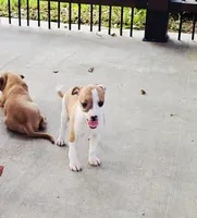 Sevyn, a male Italian Greyhound for sale in Gillham, AR – 6 of 6