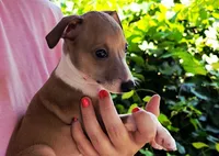 Shiloh, a male Italian Greyhound for sale in Gillham, AR – 6 of 9