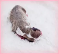 Sunny, a female Italian Greyhound for sale in Gillham, AR – 5 of 6