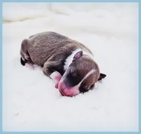 Shiloh, a male Italian Greyhound for sale in Gillham, AR – 4 of 6