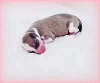 Sunny, a female Italian Greyhound for sale in Gillham, AR – 1 of 6