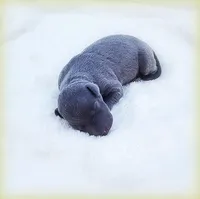 Minucio, a male Italian Greyhound for sale in Gillham, AR – Photo 4 of 6