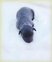 Minucio, a male Italian Greyhound for sale in Gillham, AR – Photo 6 of 6