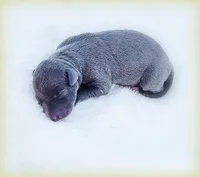 Minucio, a male Italian Greyhound for sale in Gillham, AR – Photo 1 of 6