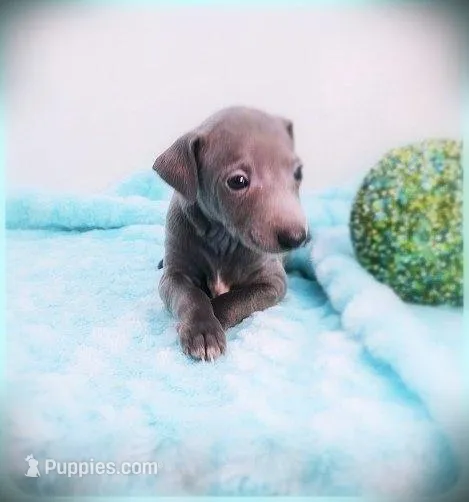 Minucio – Italian Greyhound puppy for sale in Gillham, AR