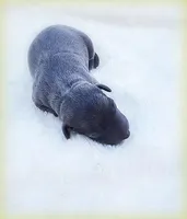 Minucio, a male Italian Greyhound for sale in Gillham, AR – Photo 3 of 6
