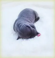 Minucio, a male Italian Greyhound for sale in Gillham, AR – Photo 2 of 6