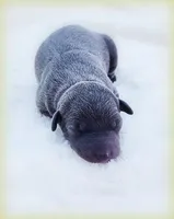 Minucio, a male Italian Greyhound for sale in Gillham, AR – Photo 5 of 6
