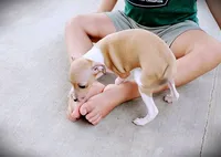Petite! Tweed, a female Italian Greyhound for sale in Gillham, AR – 7 of 10