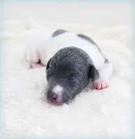 Lynyrd, a male Italian Greyhound for sale in Gillham, AR – 4 of 6
