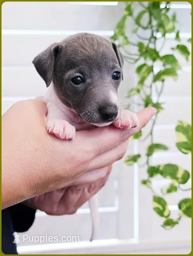 Lynyrd – Italian Greyhound puppy for sale in Gillham, AR