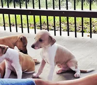 Santiago, a male Italian Greyhound for sale in Gillham, AR – 3 of 6