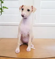 Zara, a female Italian Greyhound for sale in Gillham, AR – 4 of 10