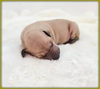 Lucia, a female Italian Greyhound for sale in Gillham, AR – 3 of 8