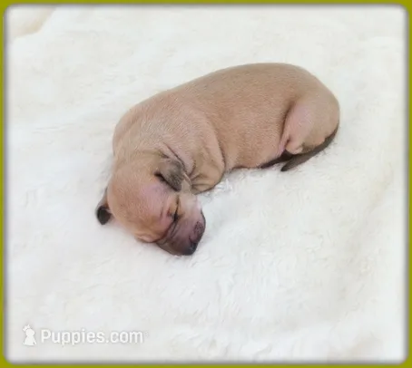 Lucia – Italian Greyhound puppy for sale in Gillham, AR