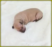 Lucia, a female Italian Greyhound for sale in Gillham, AR – 1 of 8