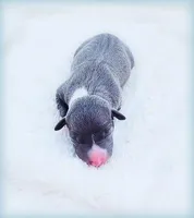 Romani, a male Italian Greyhound for sale in Gillham, AR – Photo 6 of 6