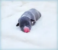 Romani, a male Italian Greyhound for sale in Gillham, AR – Photo 5 of 6