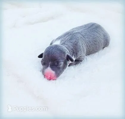 Romani, a male Italian Greyhound for sale in Gillham, AR – Photo 1 of 6