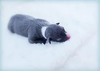 Romani, a male Italian Greyhound for sale in Gillham, AR – Photo 2 of 6