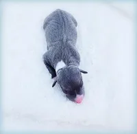 Romani, a male Italian Greyhound for sale in Gillham, AR – Photo 4 of 6