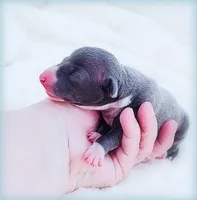 Romani, a male Italian Greyhound for sale in Gillham, AR – Photo 3 of 6