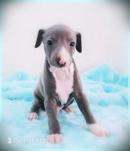 Romani – Italian Greyhound puppy for sale in Gillham, AR