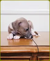 VanZant, a male Italian Greyhound for sale in Gillham, AR – 10 of 10
