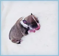 Shiloh, a male Italian Greyhound for sale in Gillham, AR – 6 of 6